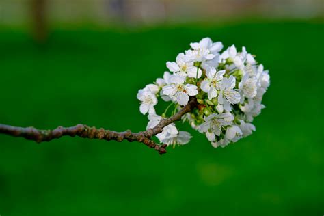 Bildergebnis für Ealy Spring Photo Nature