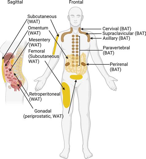 Afbeeldingsresultaten voor Wat Adipose Tissue