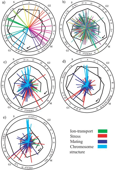 Afbeeldingsresultaten voor Phases of Gene Expression