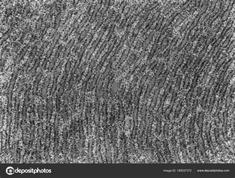 Image result for Endoplasmic Reticulum Under Microscope