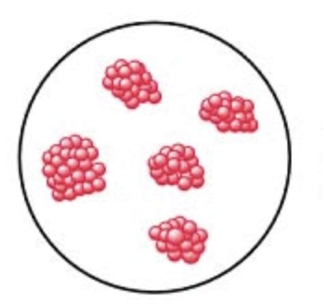 Gram Stain Shapes に対する画像結果
