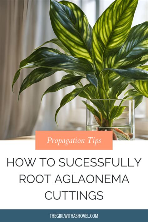 Image result for Chinese Evergreen Propagation