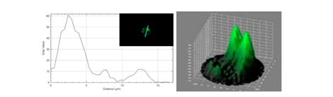 Image result for ImageJ Plot Profile Stack