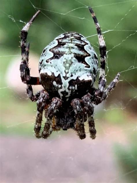 Image result for Spider Chart Python