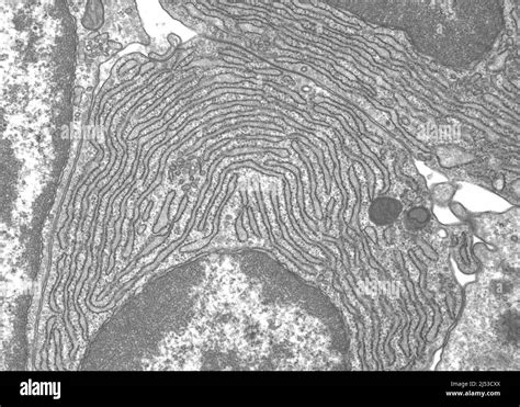 Image result for Endoplasmic Reticulum Under Microscope
