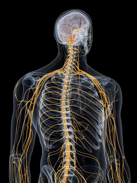 Image result for Brain and Nervous System