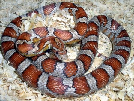 Image result for Corn Snake