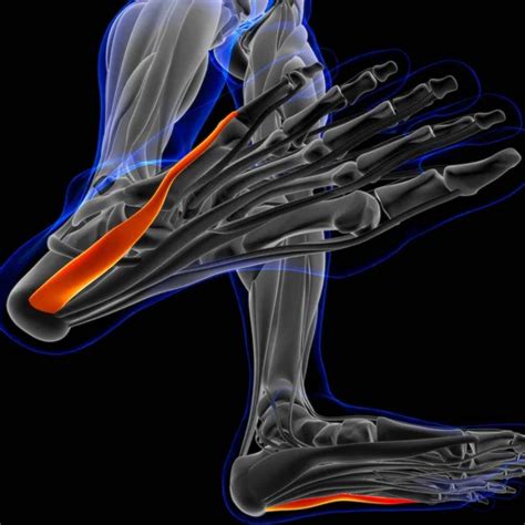 Image result for Soft Muscle Cells