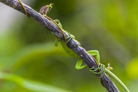 Image result for Amazon Roblox Sweater