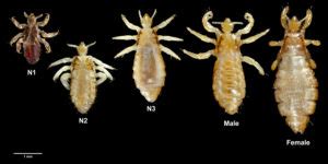 What Do Body Lice Look Like के लिए छवि परिणाम