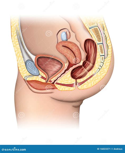 Image result for Female Reproductive System Fetus