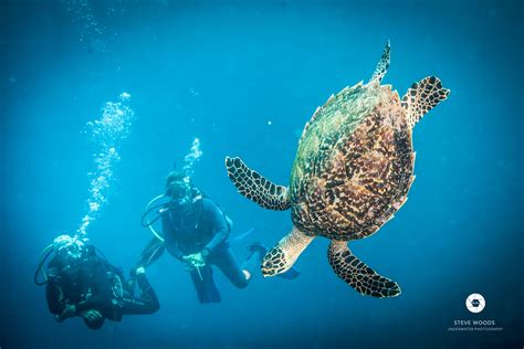 Sea Turtles of Bali