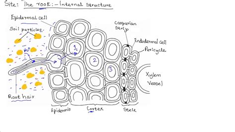 Image result for Salt Absorb Water