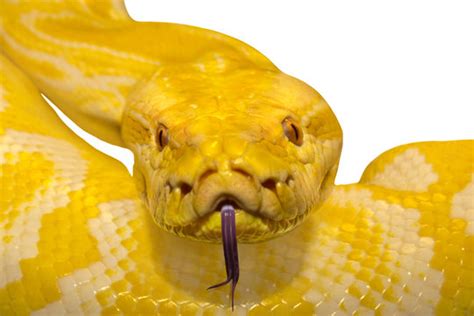 Image result for Yellow Python 4K
