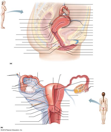 Female Reproductive System Internal and External に対する画像結果