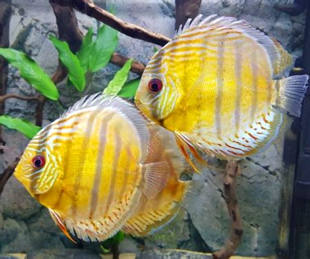 Image result for Discus Fish Store