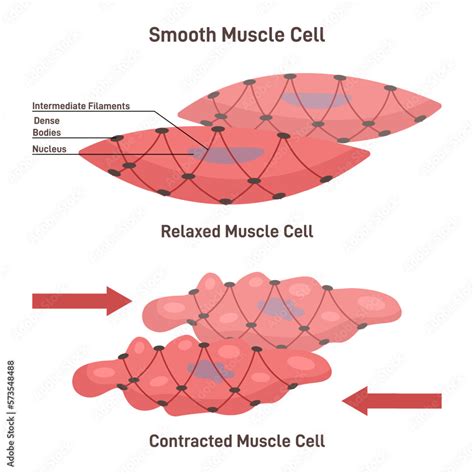 Image result for Relaxed vs Contracted Smooth Muscle