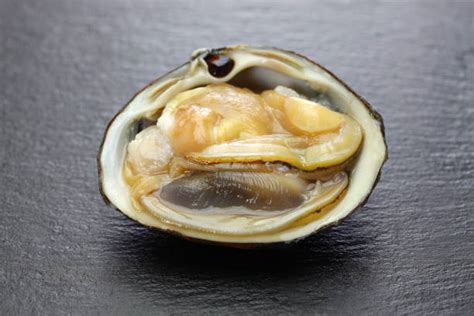 Image result for Clam Coming Out of Shell