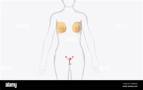 Female Reproductive System Internal and External に対する画像結果
