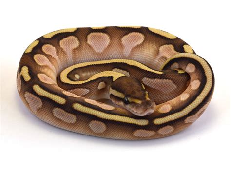 Image result for Calico Cinnamon Lesser Ball Python