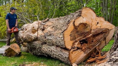 Image result for Cutting Trees M-block