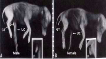 Genital Tubercle に対する画像結果