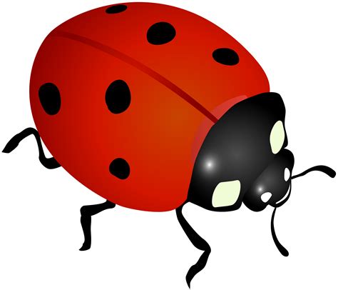 Image result for Clip Art Ladybug