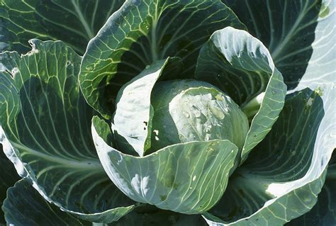 Image result for Cabbage