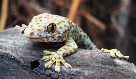 Image result for Gecko Colors