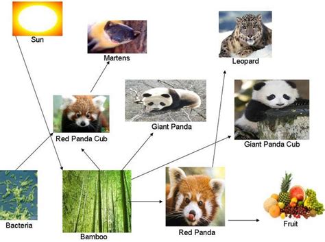 Image result for Giant Panda Food Web Diagram
