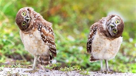 Image result for Funny Owl Names