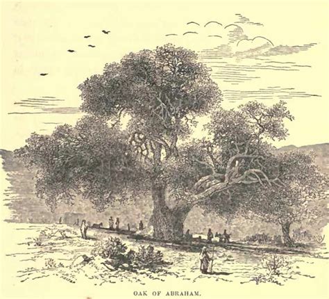 Image result for Zeus Oak Tree Symbol