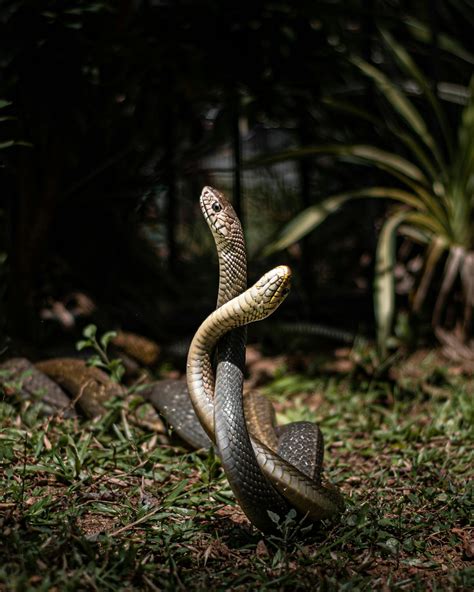 Image result for The Mating of Snakes