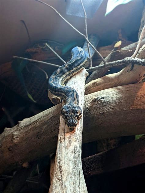 Image result for Python Snake Cage