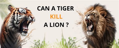 Python vs Tiger Fight에 대한 이미지 결과