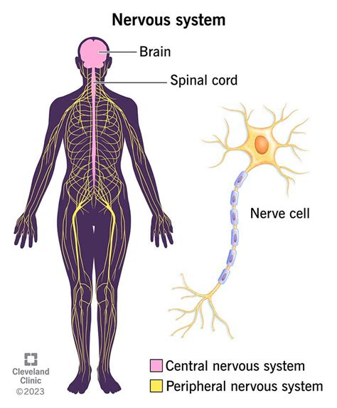 Image result for Brain and Nervous System
