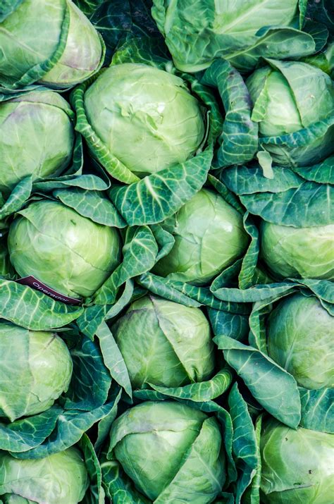 Image result for Cabbage