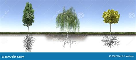 Afbeeldingsresultaten voor Plum Tree Root System