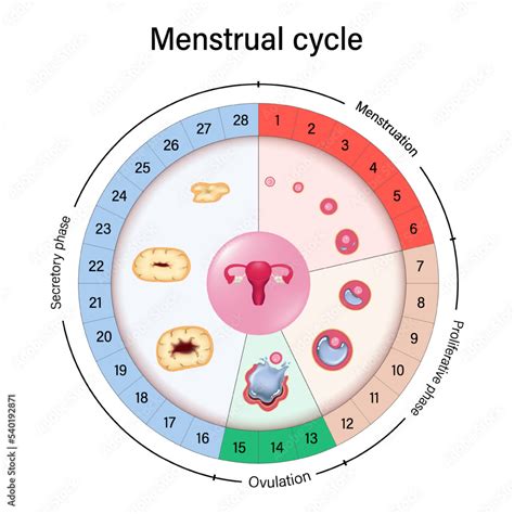 Afbeeldingsresultaten voor Period Ovulation Cycle Chart