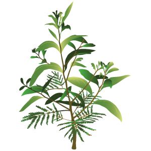 Image result for KOA Tree Silhouette Drawing