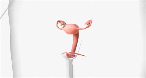 Image result for Female Reproductive System Fetus