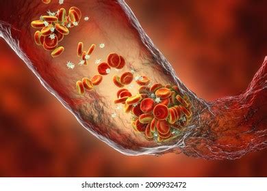 Image result for Capillary in Tissue