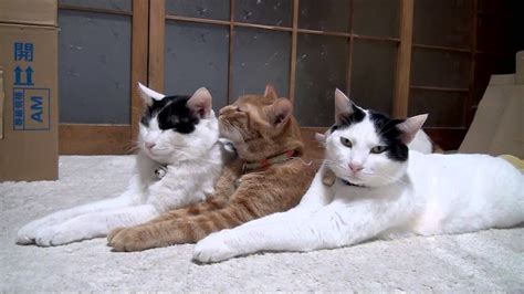 Image result for Cat Alignment Position