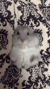 Image result for Sad Hamster Meme