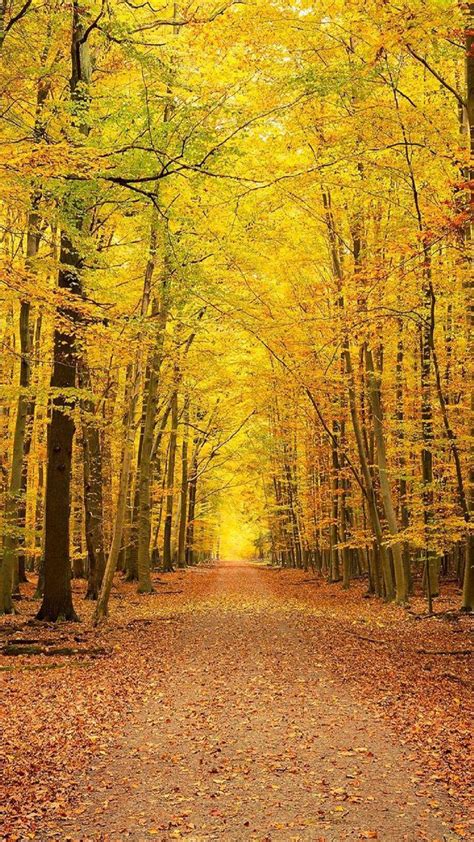 Image result for Forest Decal Roblox