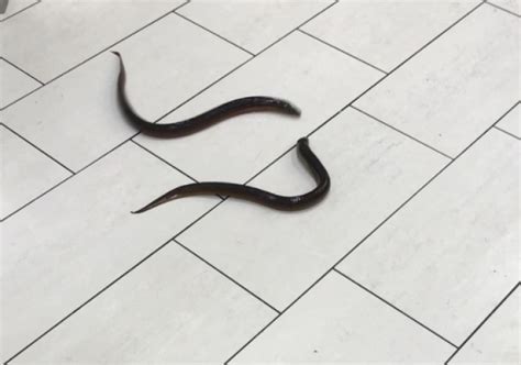 Woman Using Live Eels എന്നതിനുള്ള ഇമേജ് ഫലം