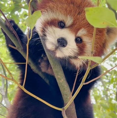 Afbeeldingsresultaten voor Where's the Lab in Fire Force Re-Ignition