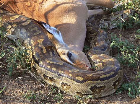Rock Python in South Africa-साठीचा प्रतिमा निकाल