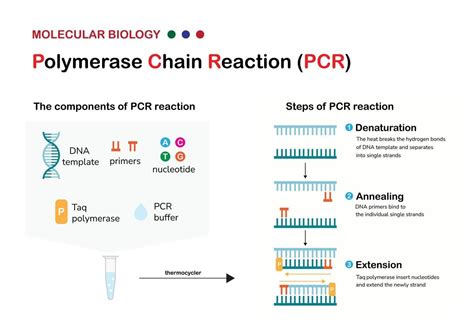 Toradh íomhá ar PCR Machine Diagram