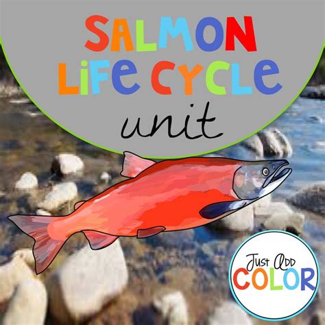Image result for Pink Salmon Life Cycle